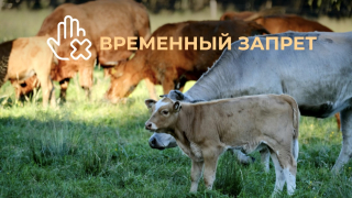  Временный запрет на вывоз сельскохозяйственных животных (крупного рогатого скота, лошадей, овец и коз) 